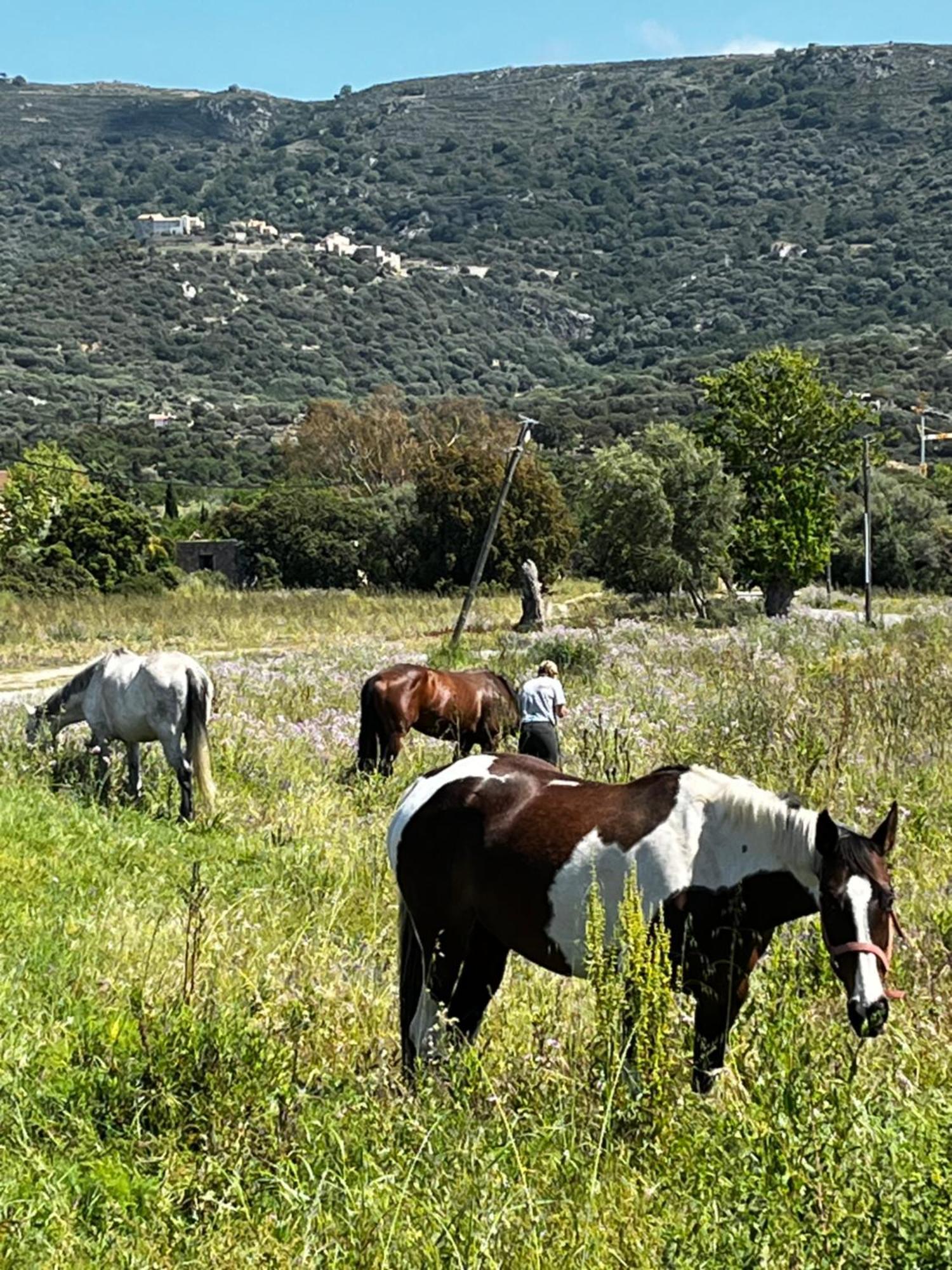 Location Du Ranch Hotell Algajola  Exteriör bild