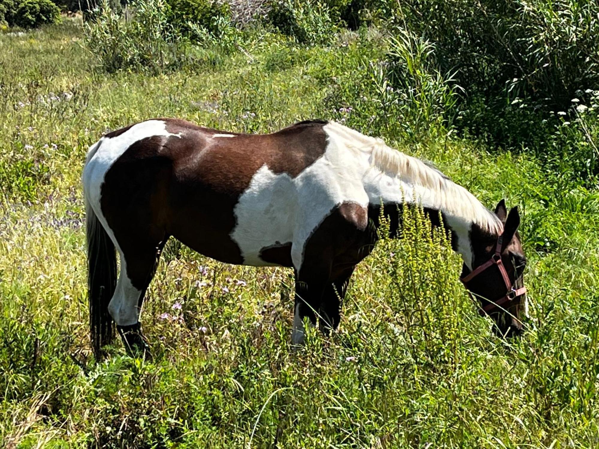 Location Du Ranch Hotell Algajola  Exteriör bild
